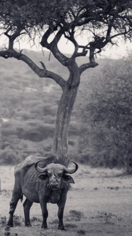 Alter Büffel unter einem Baum